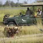 Wild dog sighting on game drive from Nxabega camp