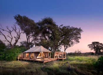 the luxurious tented rooms at Nxabega tented camp lit at dusk surrounded by okavango delta wilderness