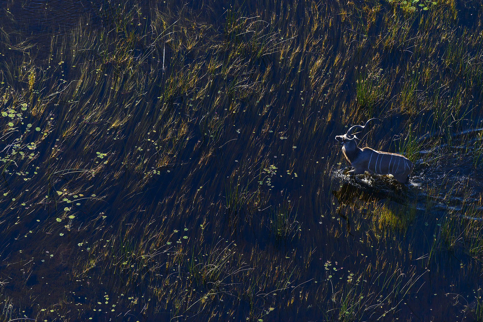 Kudu in the Okavango Delta waterways