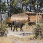 Elephants often wander through Sandibe camp at leisure