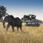 Game drives at Xaranna reveal large species such as elephants