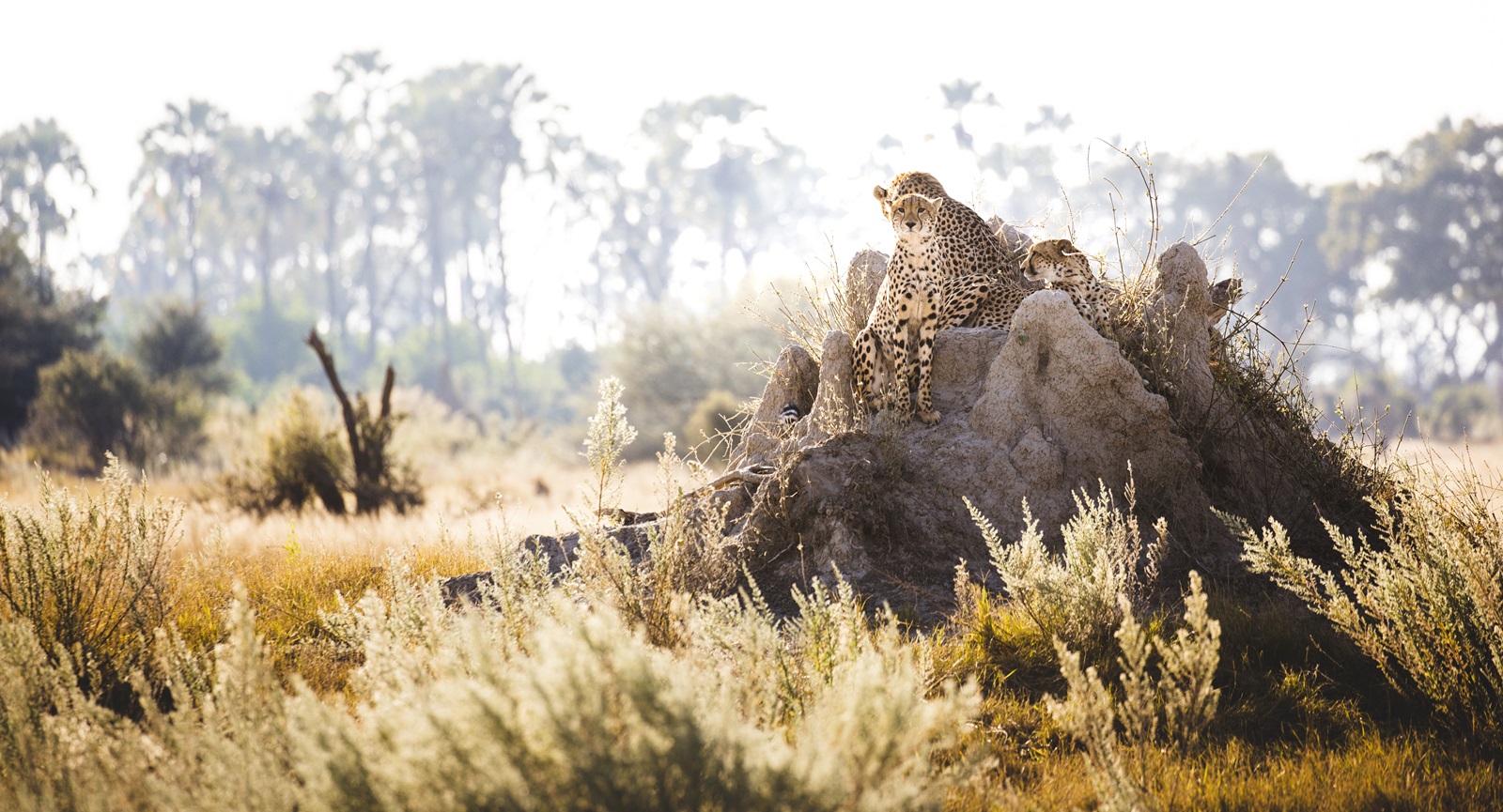 Cheetahs resting on a termite mound in the Okavango Delta near Chitabe Camp