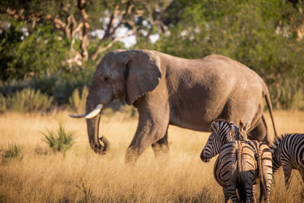 Chitabe Camp - Okavango Delta