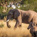Elephant and zebra are often found on the plains in Chitabe