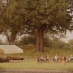 Letaka mobile safari camps bring guests up close to various animals