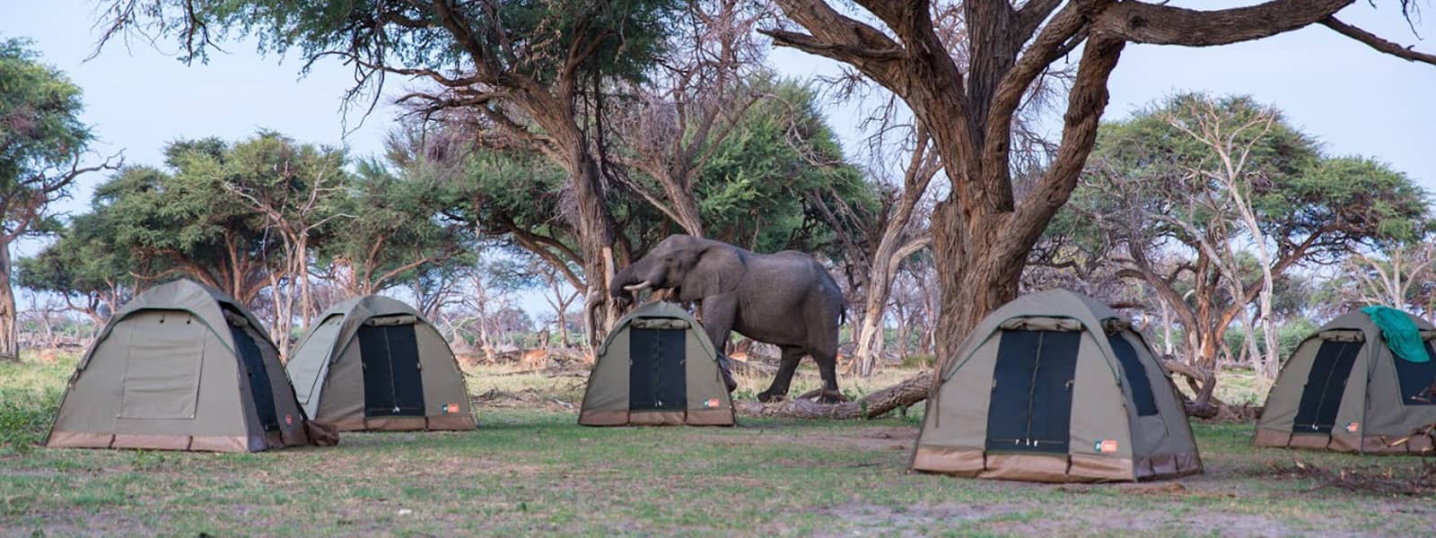 Elephant in camp at Bush Ways Safaris Semi Participation Camp