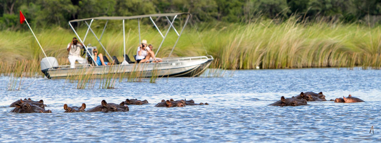 Hippos are often seen on boating safaris at Camp Moremi