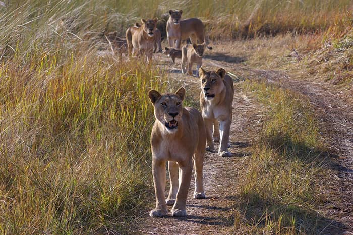 Lion are just one of the exciting game species to be discovered at Camp Moremi along the Khwai river
