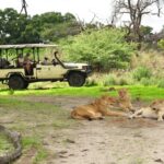 Lions are frequently seen on game drives at Chiefs Camp