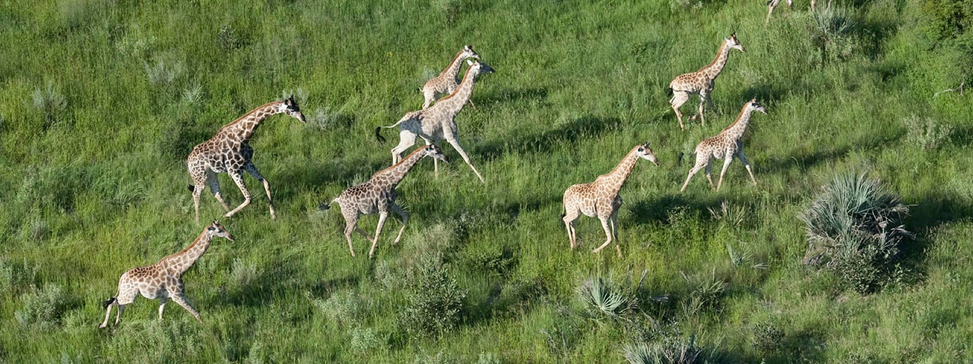 Giraffe in the NG 31 Chitabe Concession and Sandibe Concession