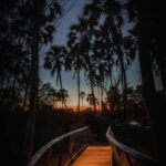 Raised wooden walkways wind through the trees at Chitabe