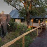 Raised wooden walkway with elephant visitor at Chitabe