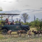 Prized pack of African Wild dog sighted on Chitabe game drive