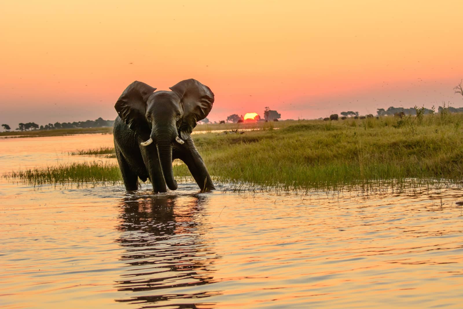 Water-loving elephants enjoy every moment spent in the Chobe River