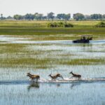 African Wild Dog running through the shallow delta waters on the Jao concession