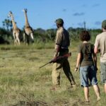 Giraffe as seen on walking safari from Jao Camp