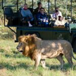Magnificent male lion sighting on game drive from Jao Camp