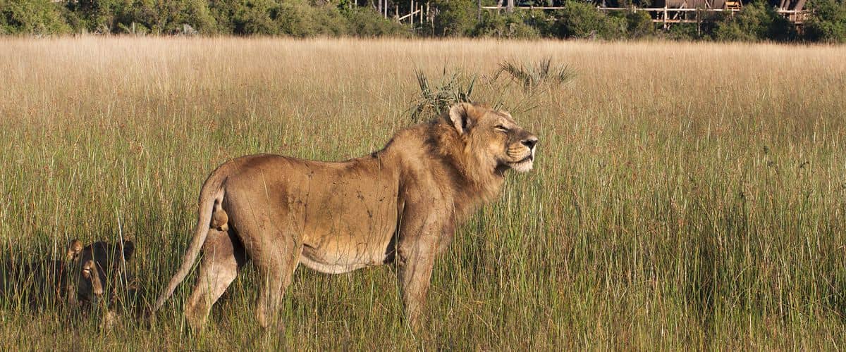 Male Lion as spotted by guests on Kwetsani floodplains