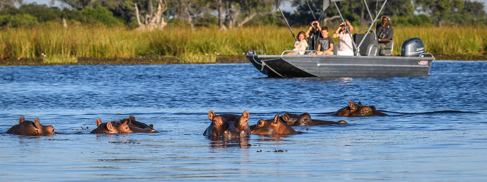 Hippo in deeper water on boat activity at Little Vumbura