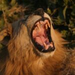 Myriad of animals including predators are encountered on Letaka Safaris