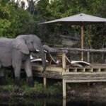 Elephant visitor at Pool Deck at Little Tubu