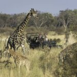 Giraffe sighting on Little Tubu game drive