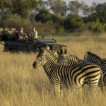 Zebra sighting on Little Tubu's afternoon game drive