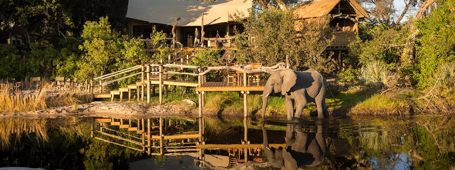 Elephant visitor at Pool Deck at Little Tubu Camp
