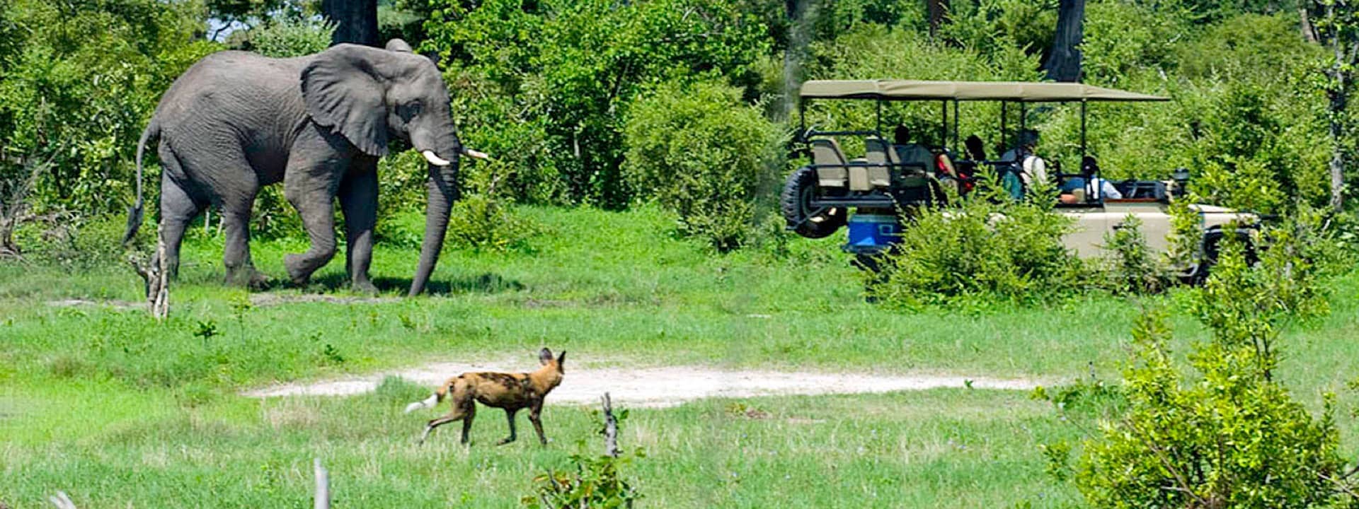 Safari drive from Little Vumbura comes across a pack of African Wild Dog in the wilderness