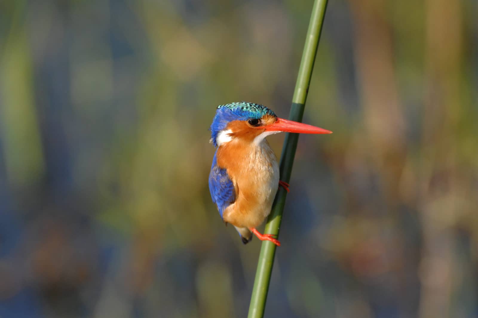 An iconic bird of the Okavango Delta is the Malachite Kingfisher