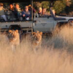 Safari vehicle with guests watching lions walking through tall grass.