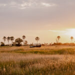 Sunset over tall grass and palm-dotted floodplains near Moremi Crossing in the Okavango Delta.