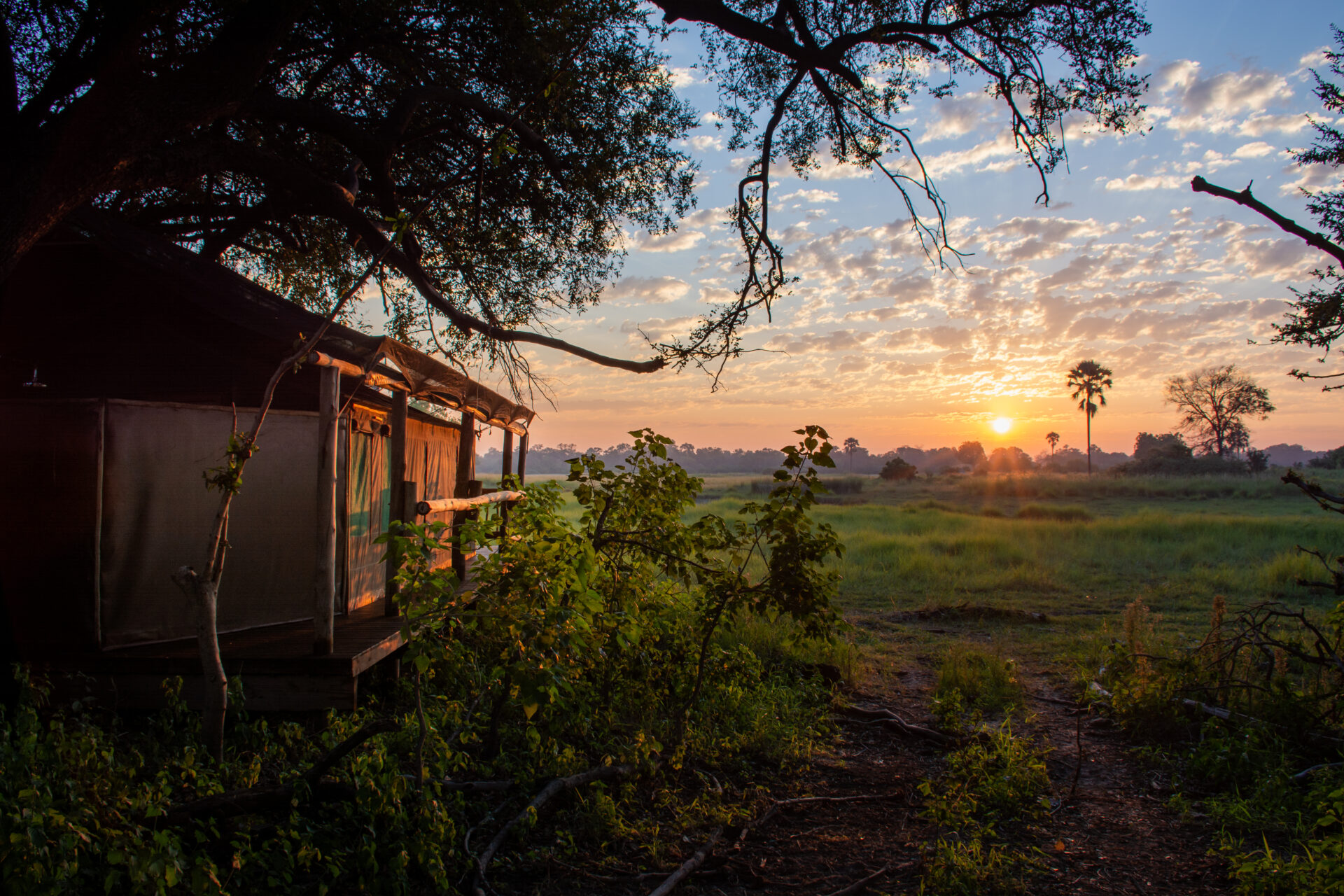Safari tent at sunrise with golden light shining over grassy plains at Moremi Crossing.