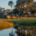 Elephant grazing near the water at Moremi Crossing with trees and lodge buildings behind.
