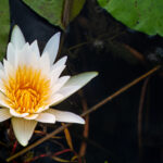 White water lily with yellow center floating on dark water among green leaves.