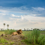 Male lion resting on grassy mound in the Okavango Delta.