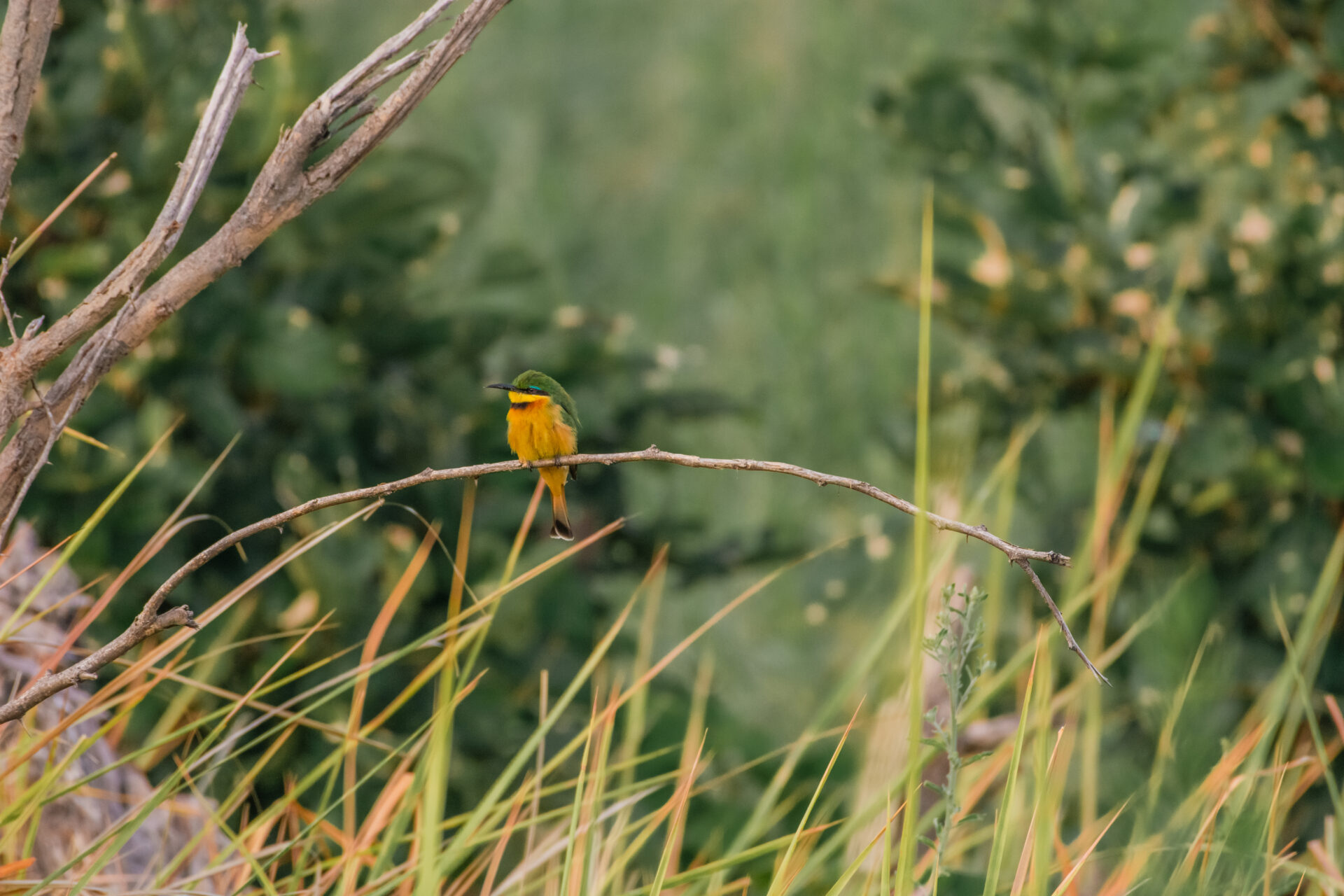 Close-up of a little bee-eater bird perched on a branch at Moremi Crossing.