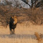 Proud male lion as seen by guests at Chief's Camp