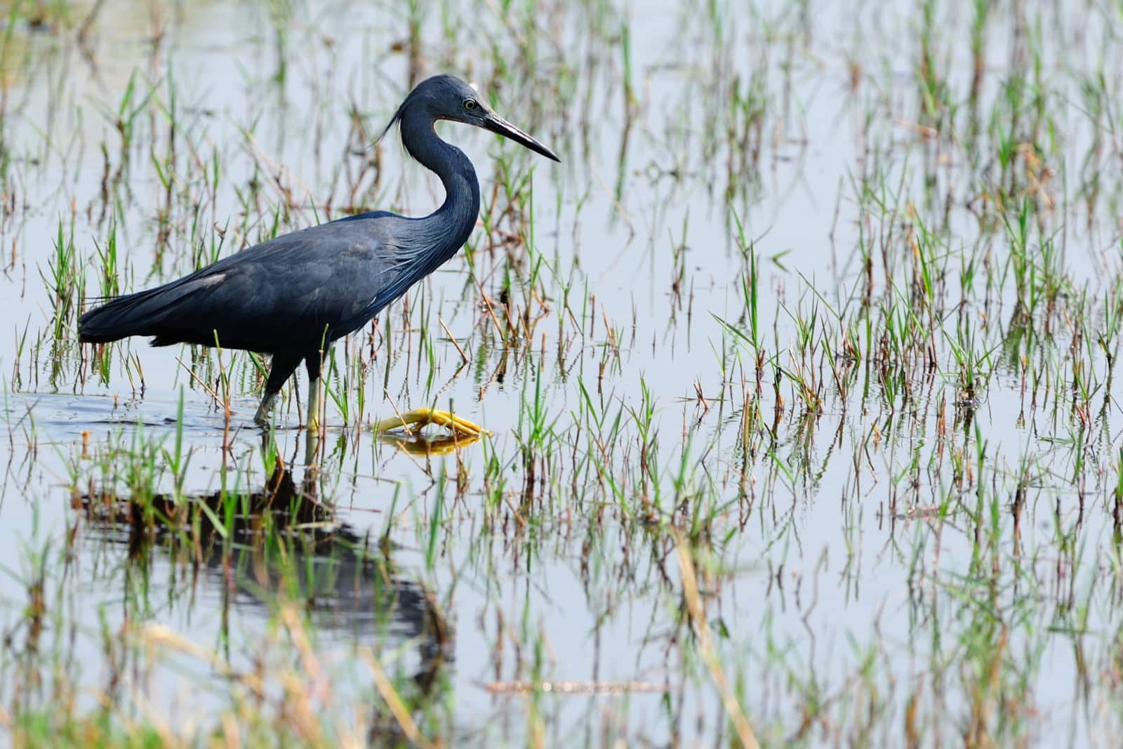 Slaty Egret at the waters edge in the Okavango Delta