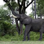 Hungry visitor at Tubu Tree Camp