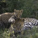 Female leopard with cub at Tubu Tree Camp