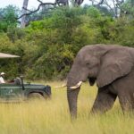 Close up view of elephant on Tubu's afternoon game drive