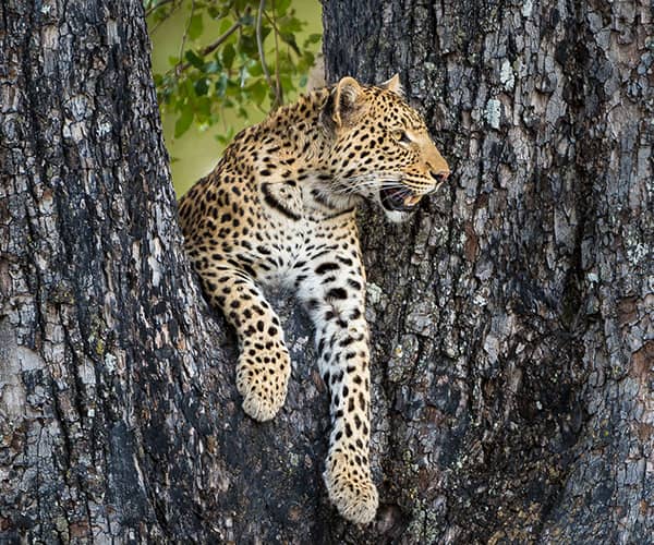 Tree -climbing leopard sight at Vumbura Plains