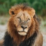 Male lion resting in the Okavango Delta at Chitabe Camp