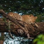 Leopard resting in a tree at Chitabe Camp, Okavango Delta – showcasing the region's rich wildlife and diverse predator population