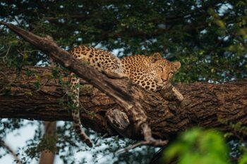 Leopard resting in a tree at Chitabe Camp, Okavango Delta – showcasing the region's rich wildlife and diverse predator population