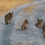 Coveted sighting of lion cubs in the road at Sanctuary Chief's Camp