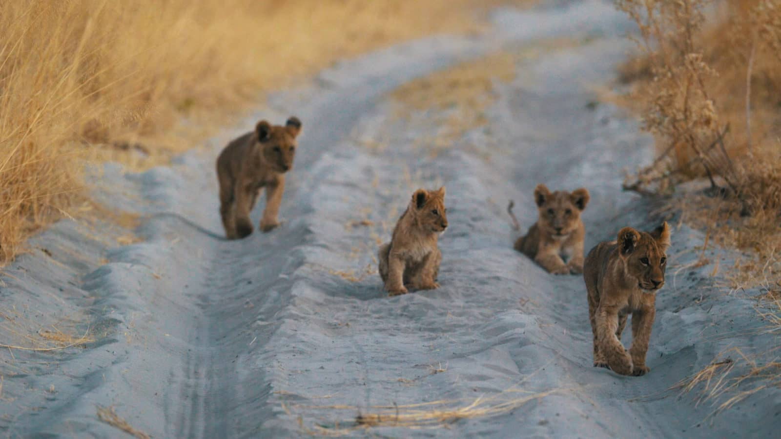 Coveted sighting of lion cubs in the road at Sanctuary Chief's Camp