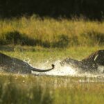 Wild action at Duba Explorer's camp