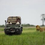 Lion up close on game drive at Duba Explorers camp